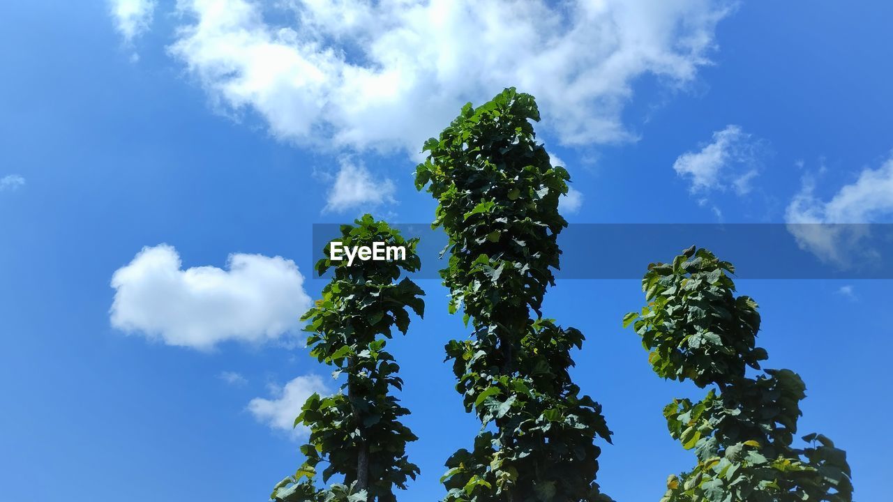 sky, cloud, plant, tree, green, nature, blue, low angle view, sunlight, leaf, growth, no people, beauty in nature, plant part, outdoors, branch, day, environment, grass, flower, tranquility, scenics - nature