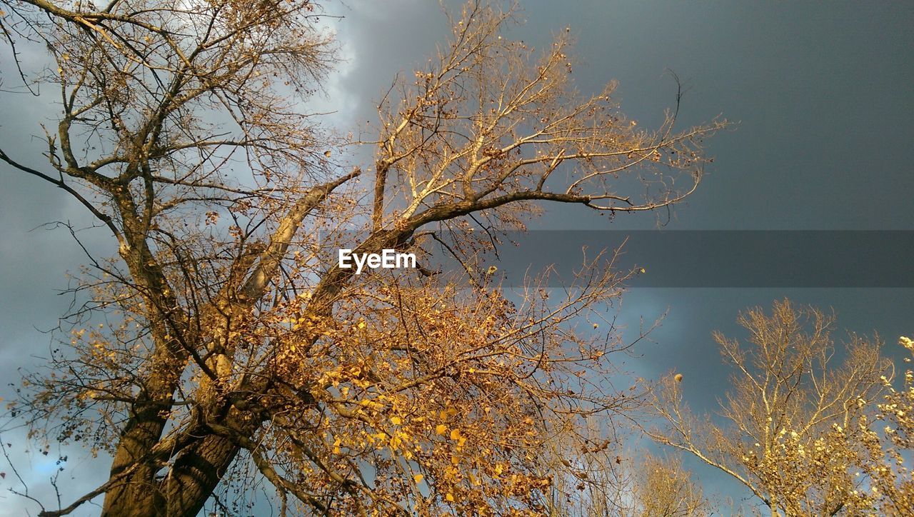 Low angle view of trees against cloudy sky