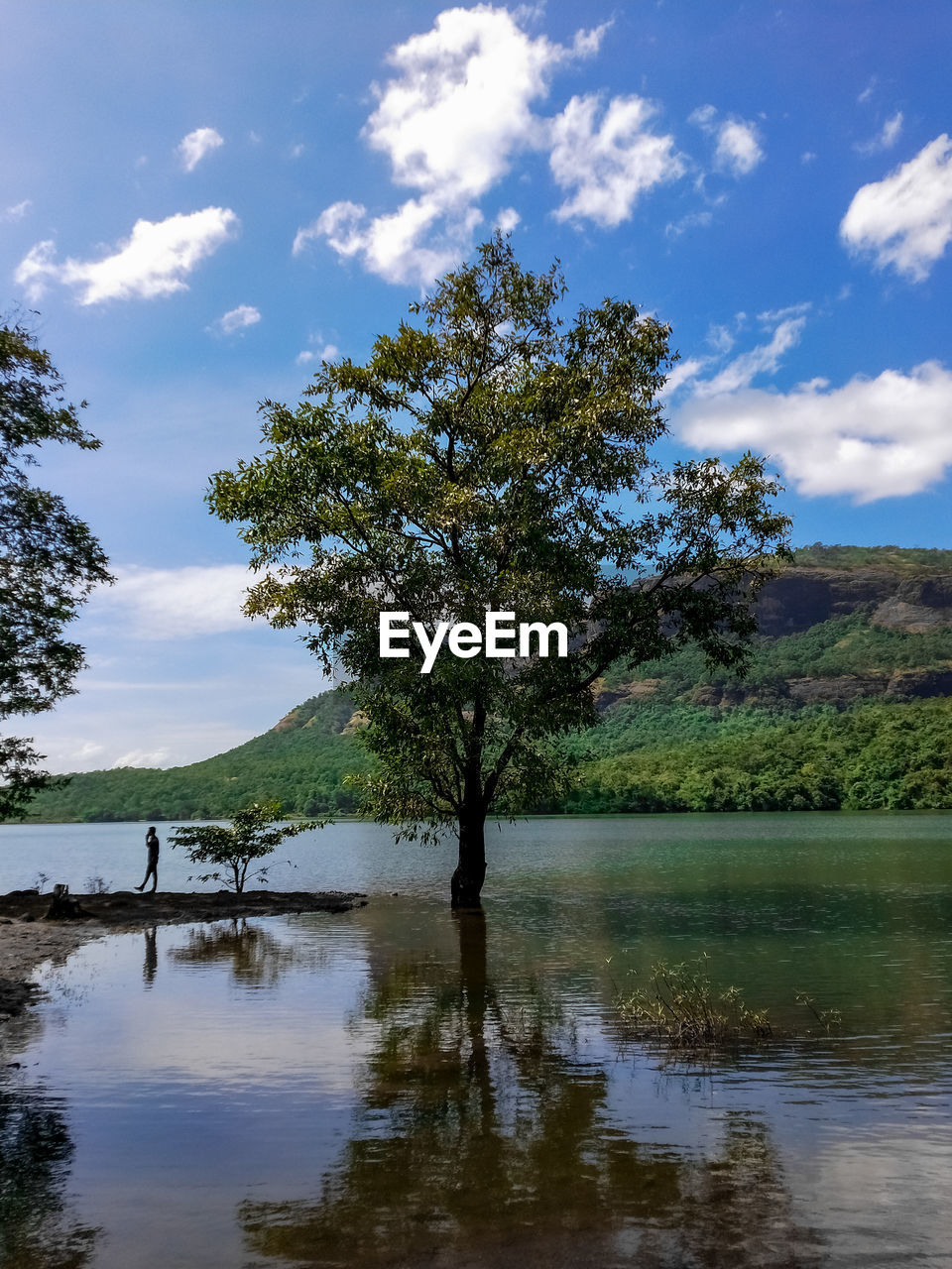 Tree and bluesky reflection