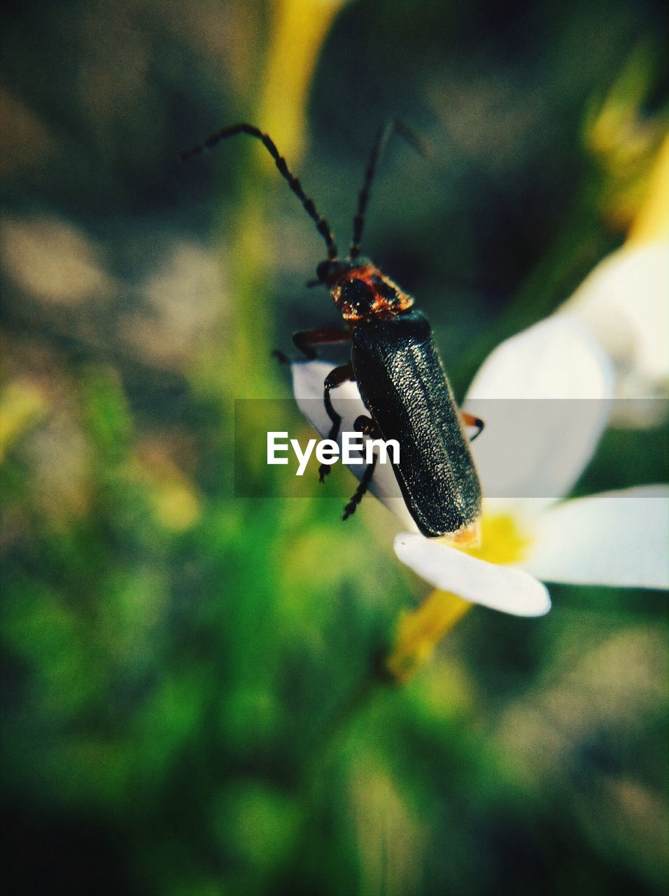 Bug climbing on flower