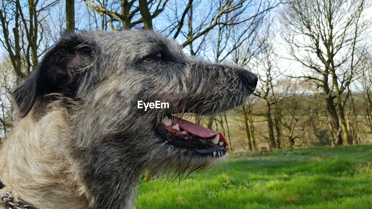 Side view of irish wolfhound in forest