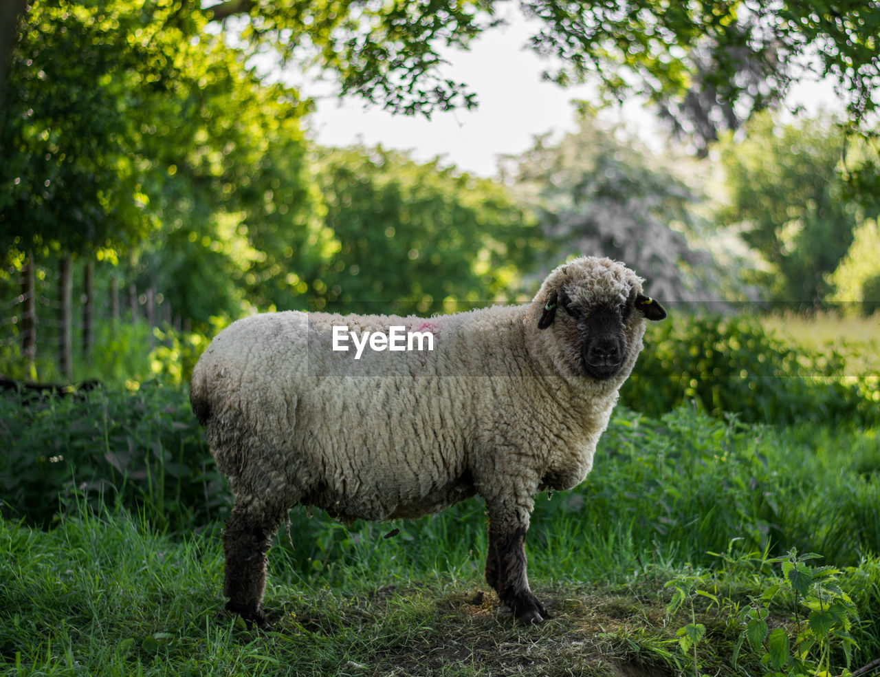 Side view of sheep standing at farm