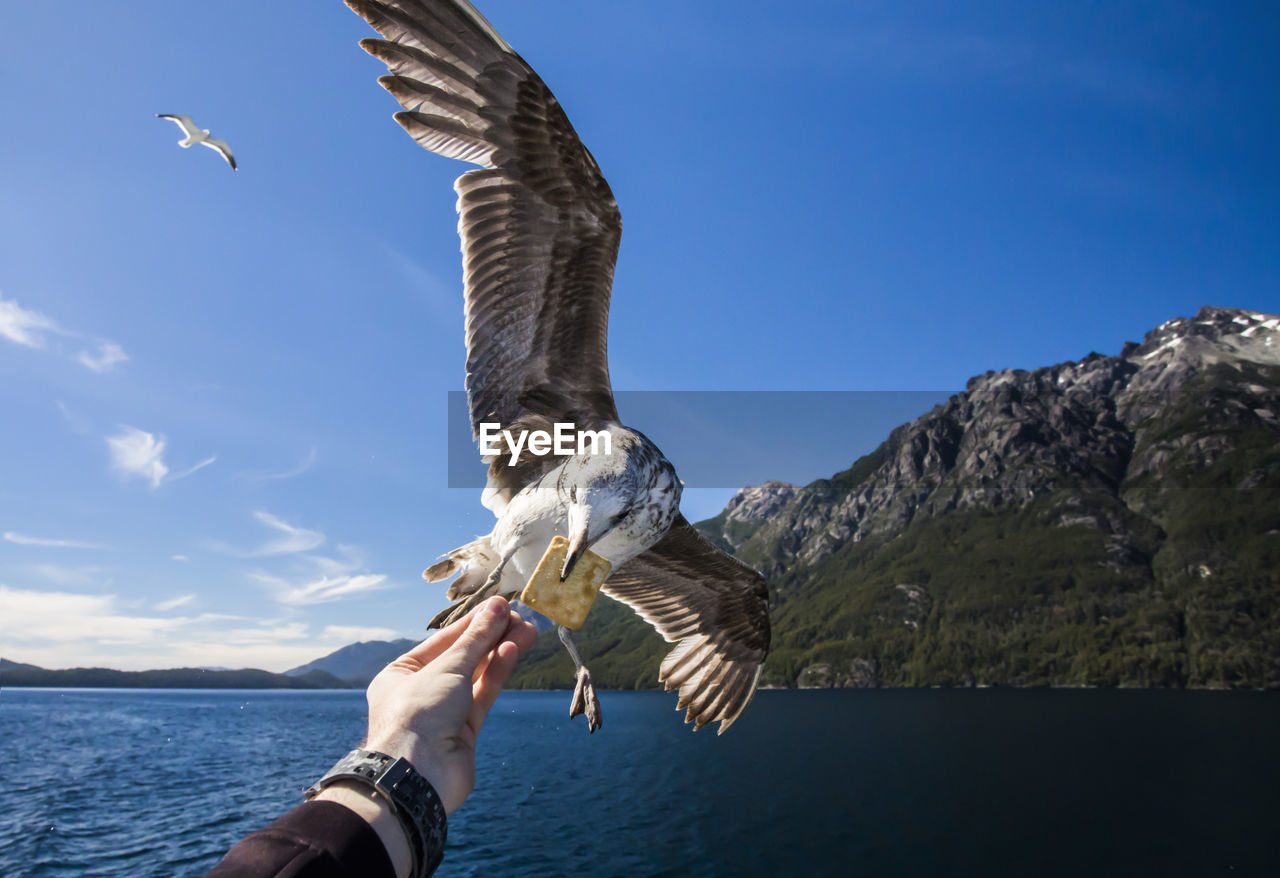 Close-up of hand feeding bird flying against sky