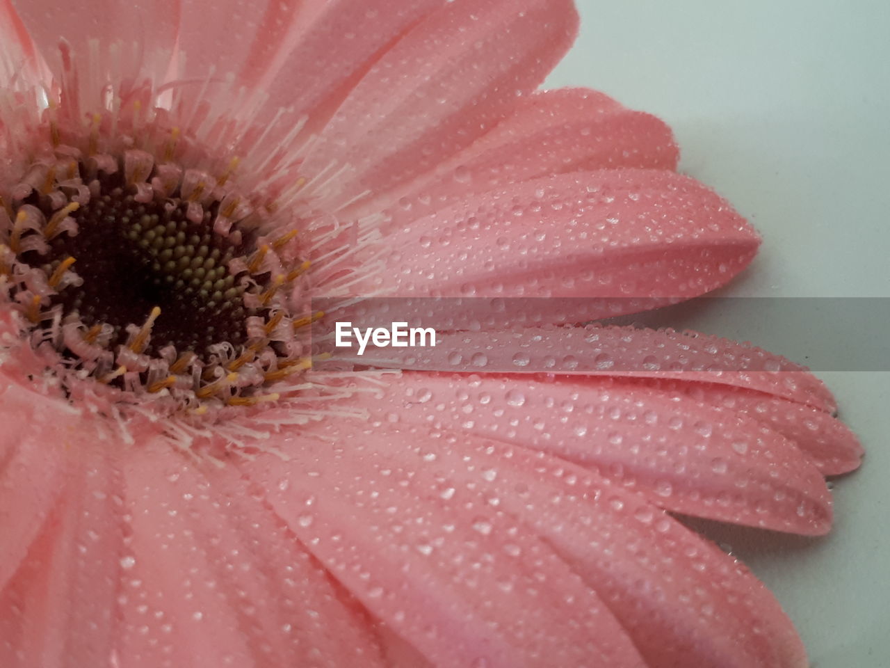 Close-up of pink daisy flower