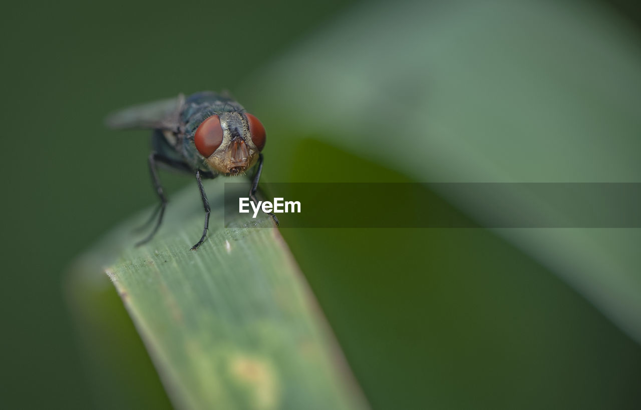 Close-up of housefly on grass blade