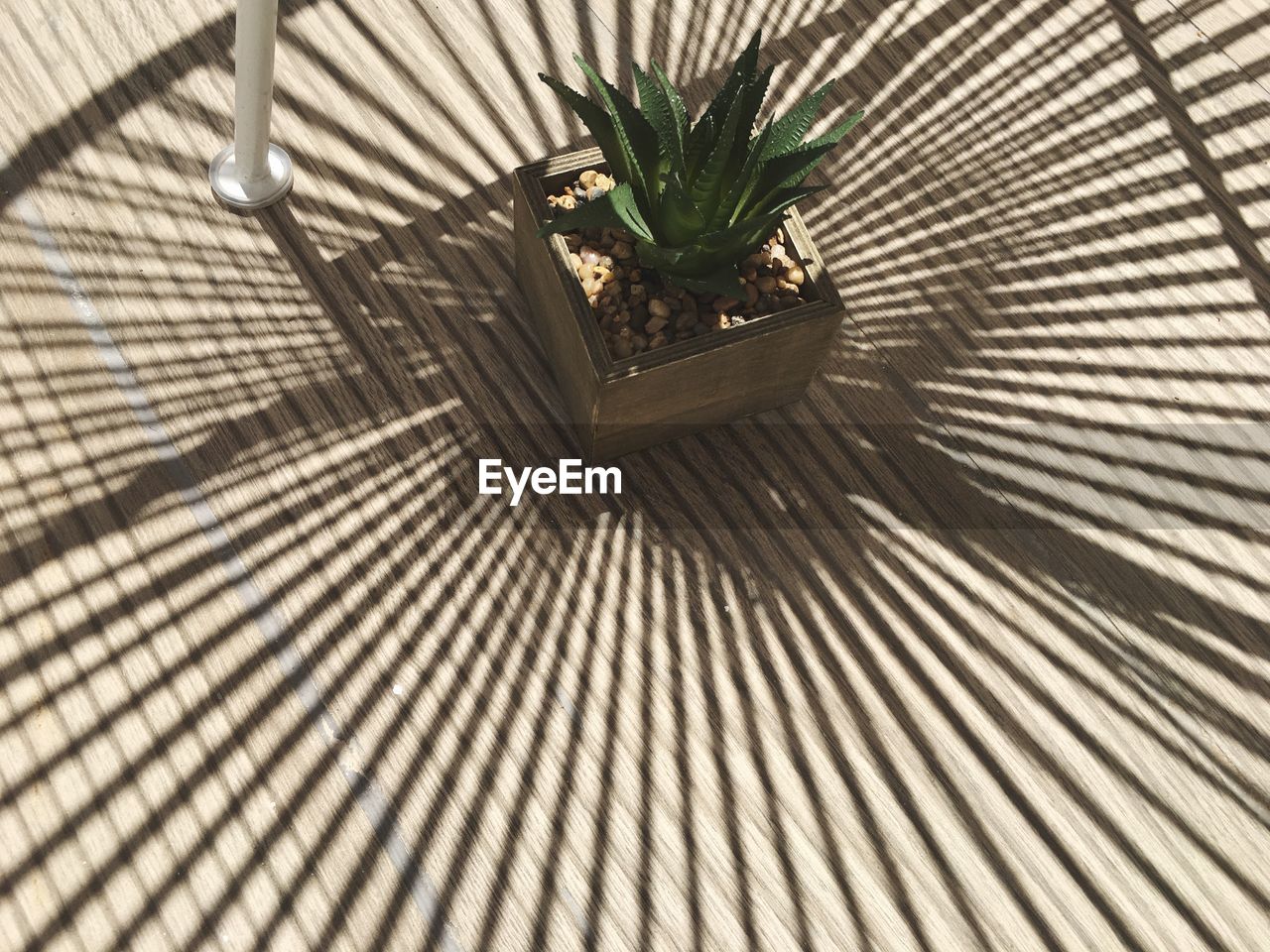 High angle view of potted plant on wooden floor
