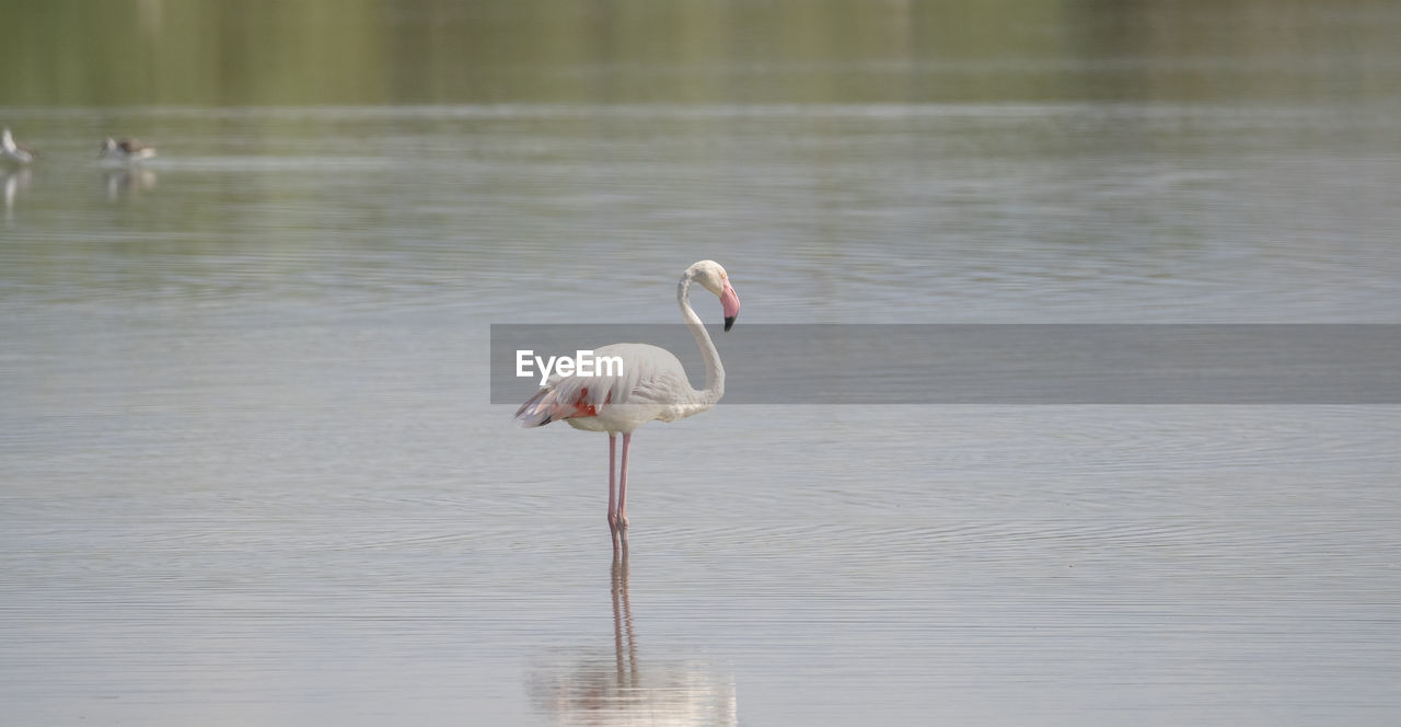 Flock of flamingos in their natural ecosystem,phoenicopterus