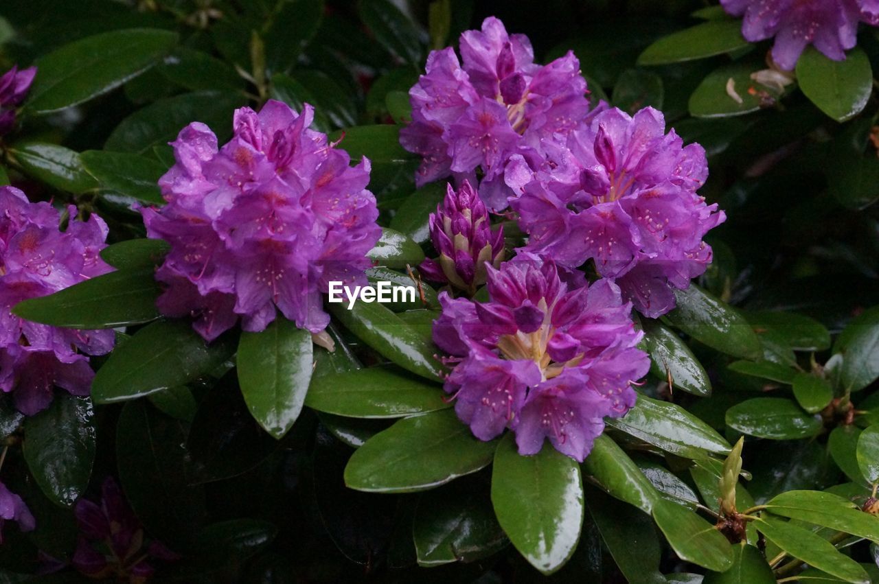 Close-up of purple flowers