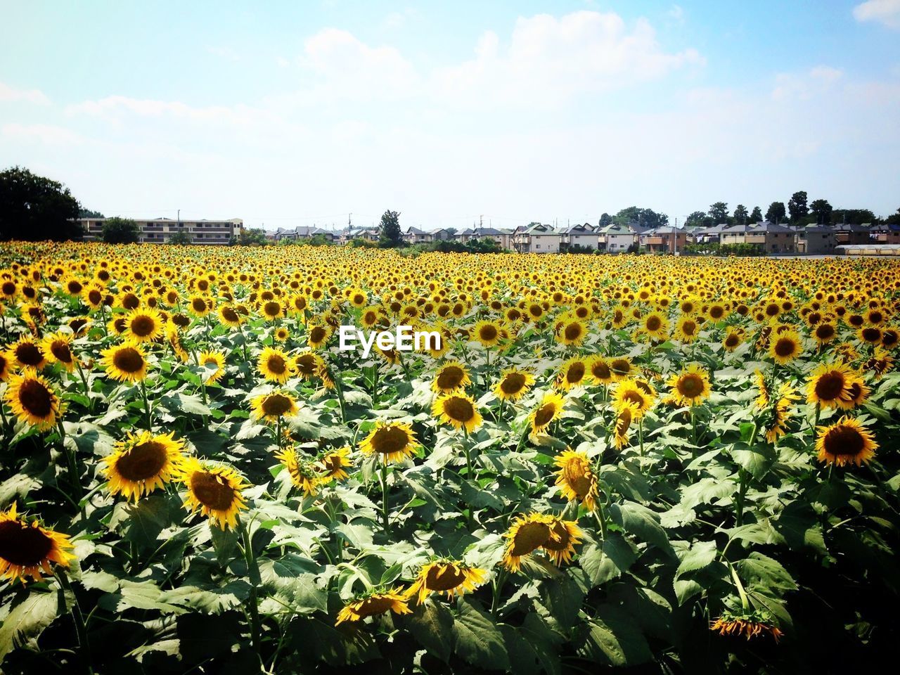 Yellow flowers growing in field