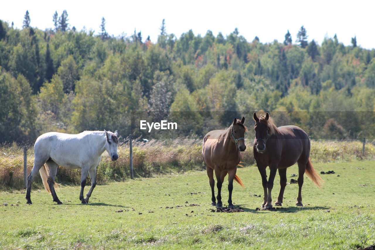 HORSES ON FIELD