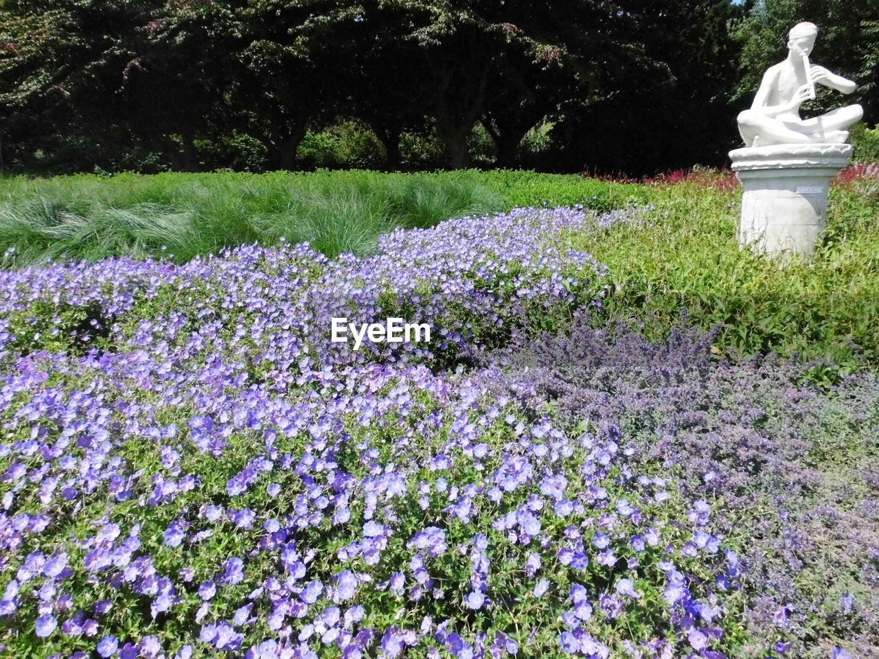 High angle view of purple flowers by statue in zuiderpark