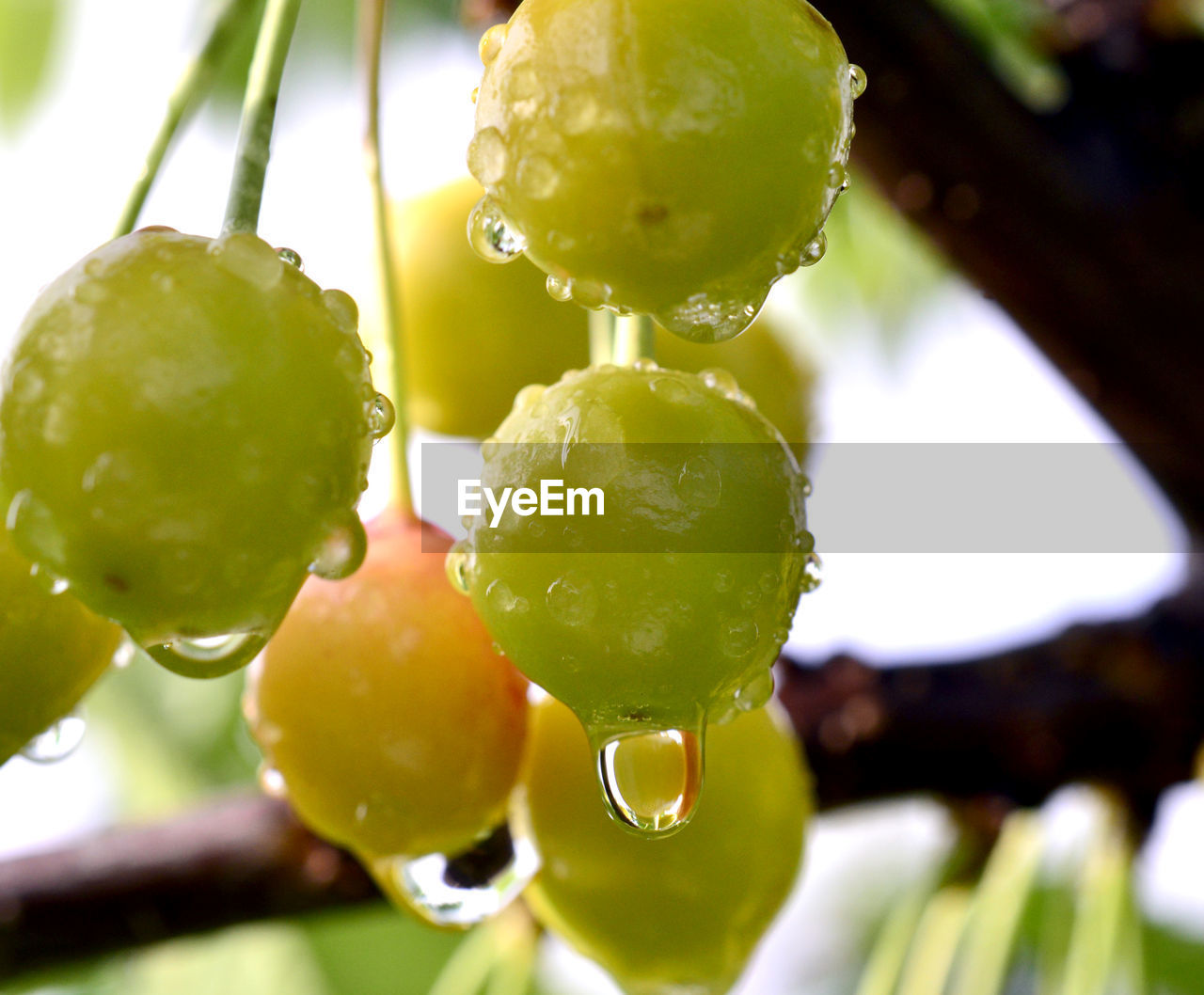 CLOSE-UP OF WET FRUIT