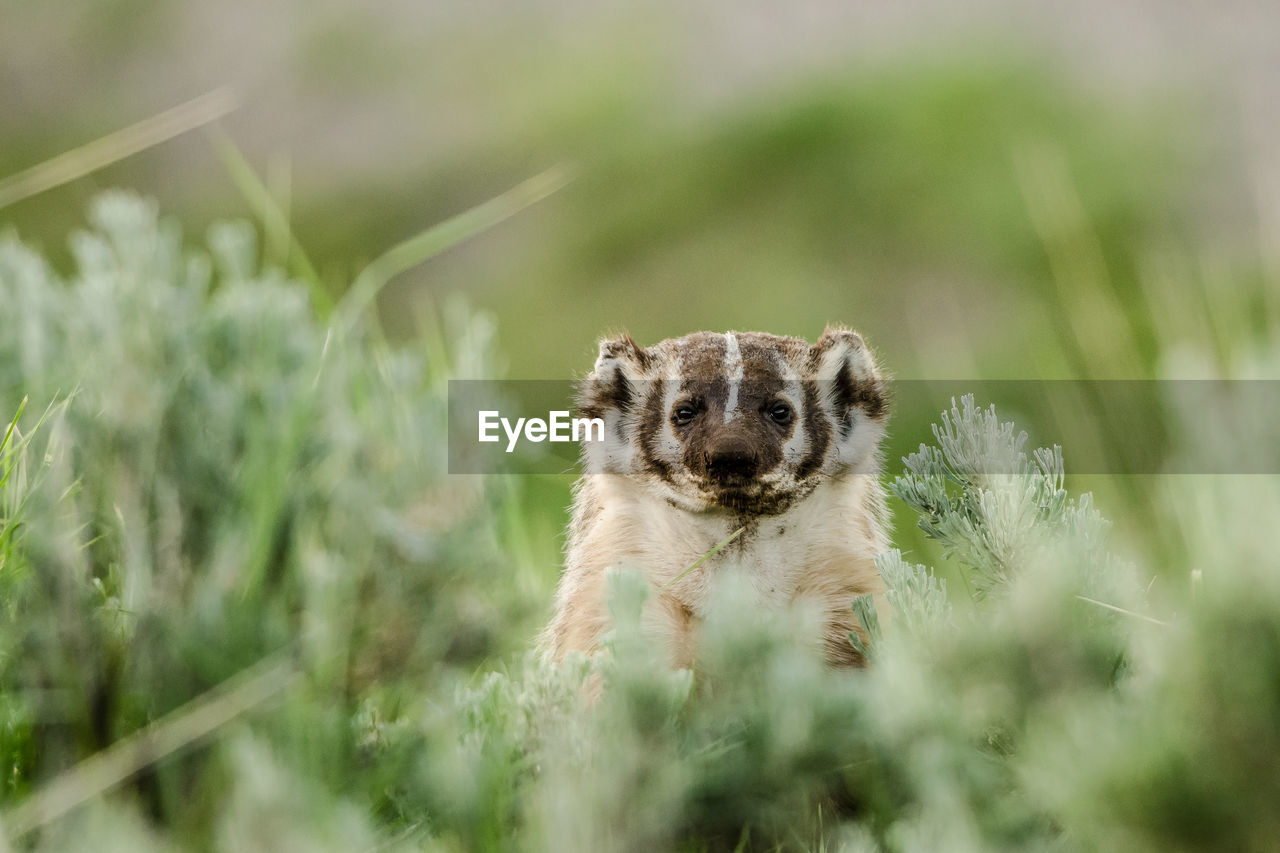 Portrait of animal by plants on land