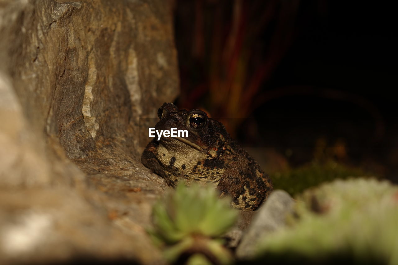 Frog by rock at night