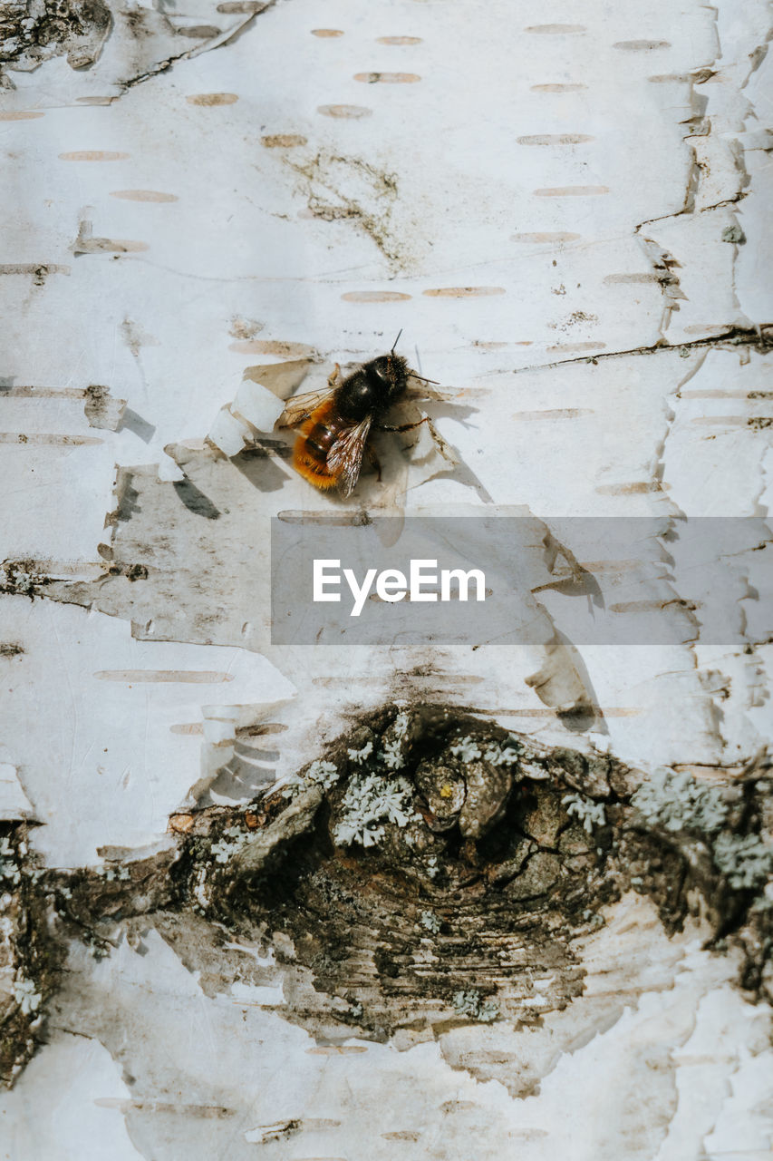 Close-up of wild bee on birch tree