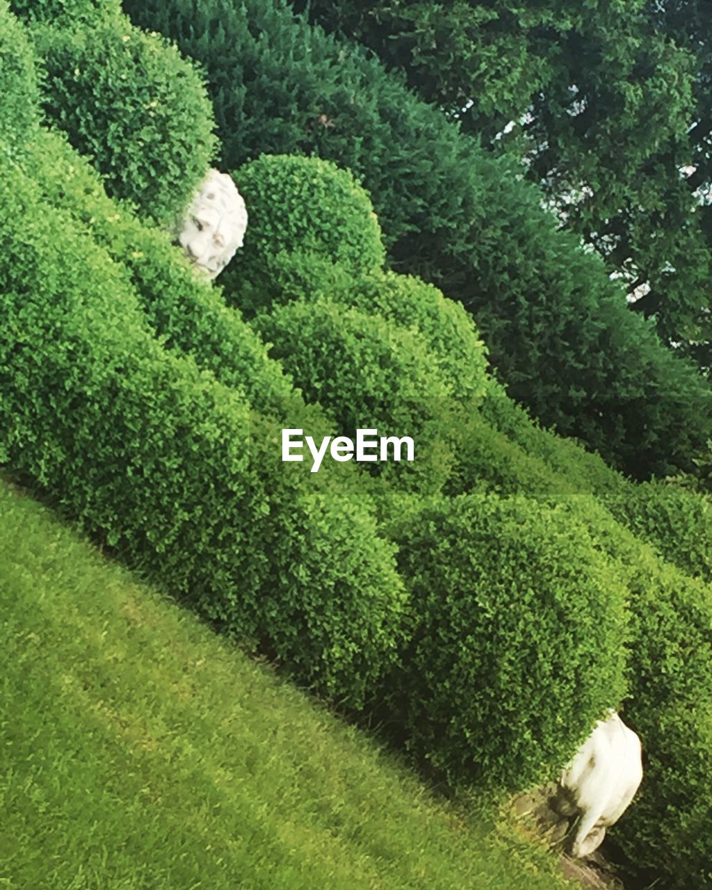 HIGH ANGLE VIEW OF GREEN PLANTS