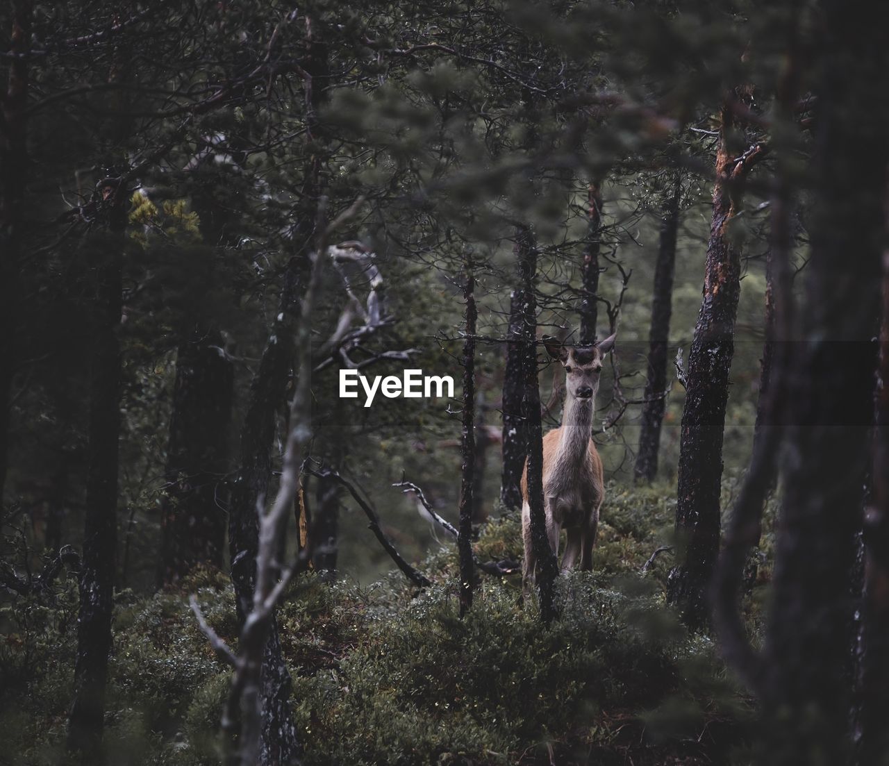 VIEW OF HORSES ON LAND IN FOREST