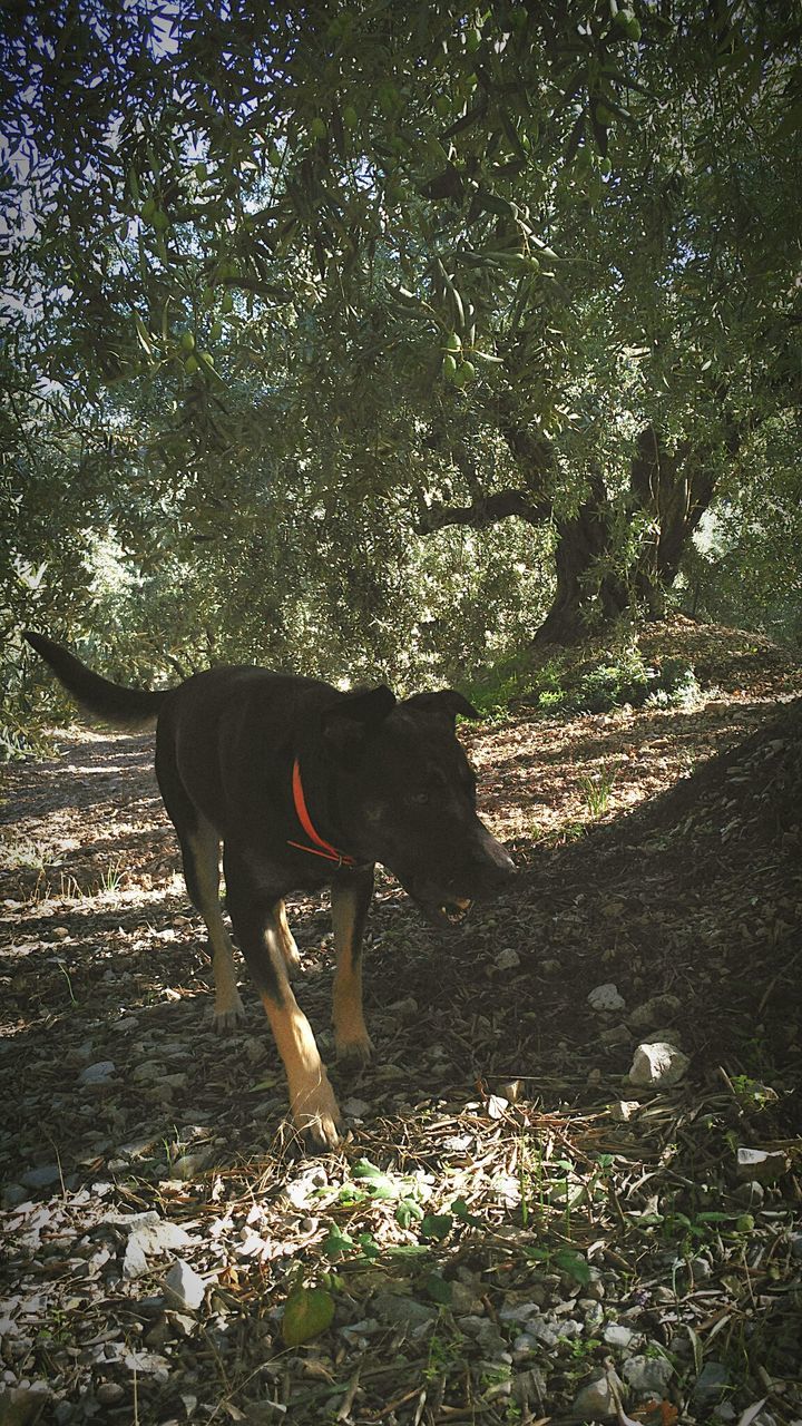 Dog walking on field against trees