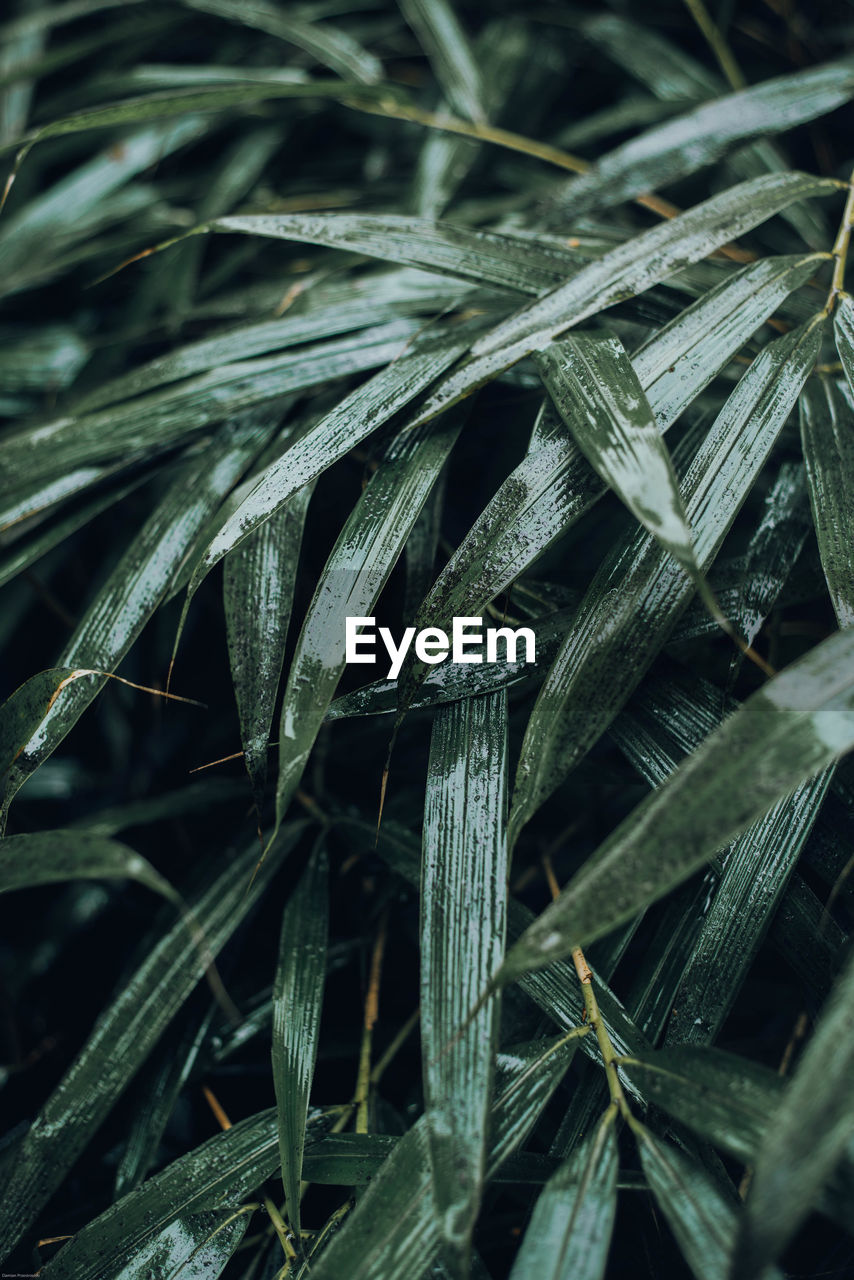 Full frame shot of wet plants