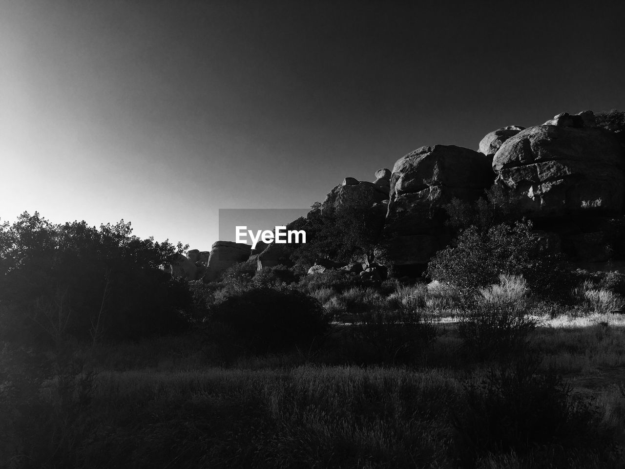 Trees on landscape against clear sky