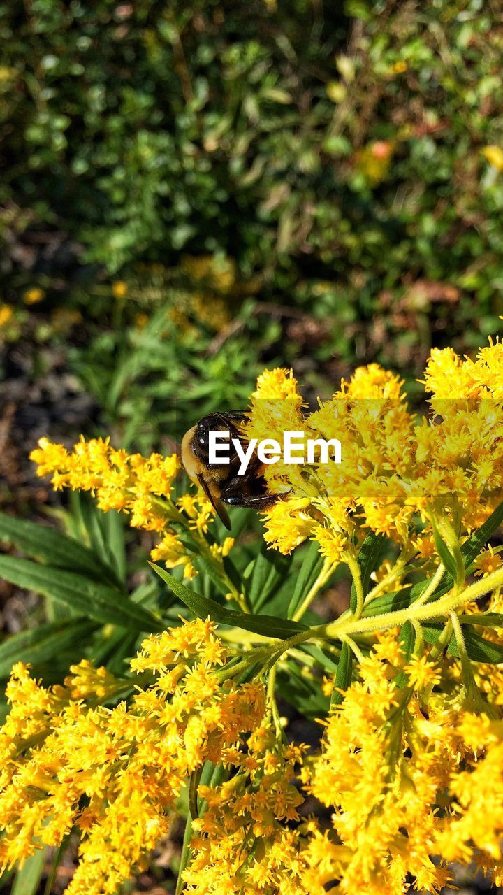 CLOSE-UP OF BEE ON YELLOW FLOWER