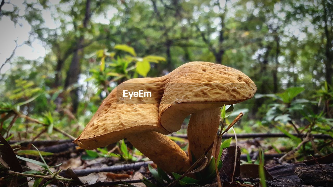 Close-up of conjoined mushrooms growing on field