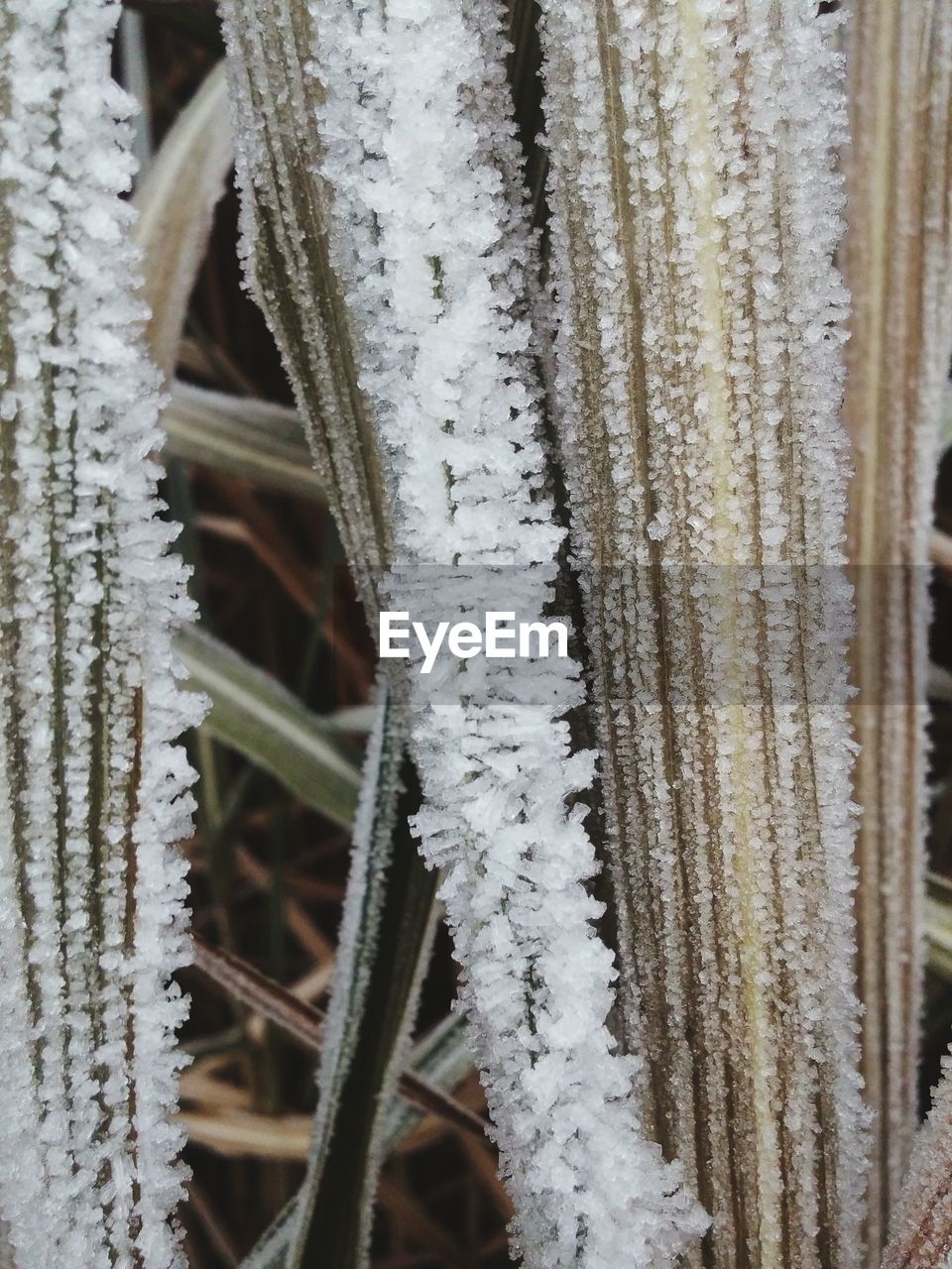 CLOSE-UP OF FROST ON FROZEN PLANT