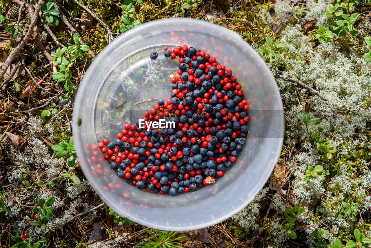 High angle view of berries in container