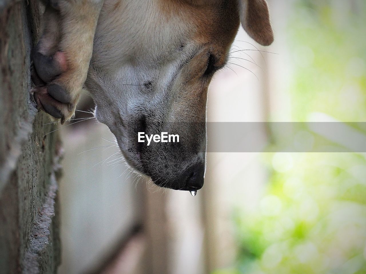 Close-up of dog looking away