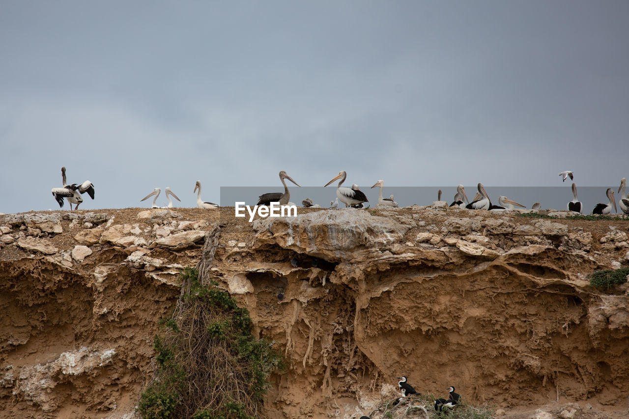 Flock of birds on field against sky