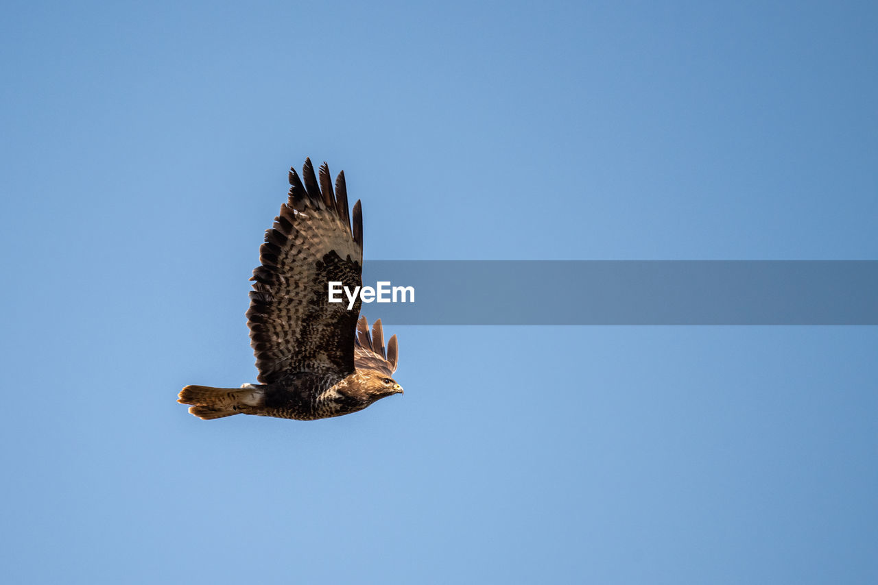 animal themes, animal, wildlife, animal wildlife, bird, flying, one animal, bird of prey, blue, sky, clear sky, spread wings, copy space, animal body part, nature, no people, eagle, mid-air, low angle view, sunny, hawk, buzzard, falcon, wing, day, outdoors, animal wing, motion, beauty in nature, full length