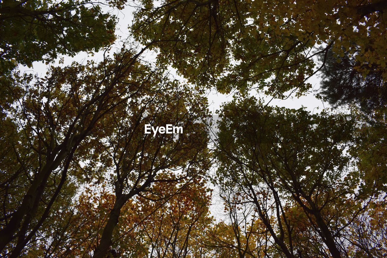 FULL FRAME SHOT OF TREE AGAINST SKY