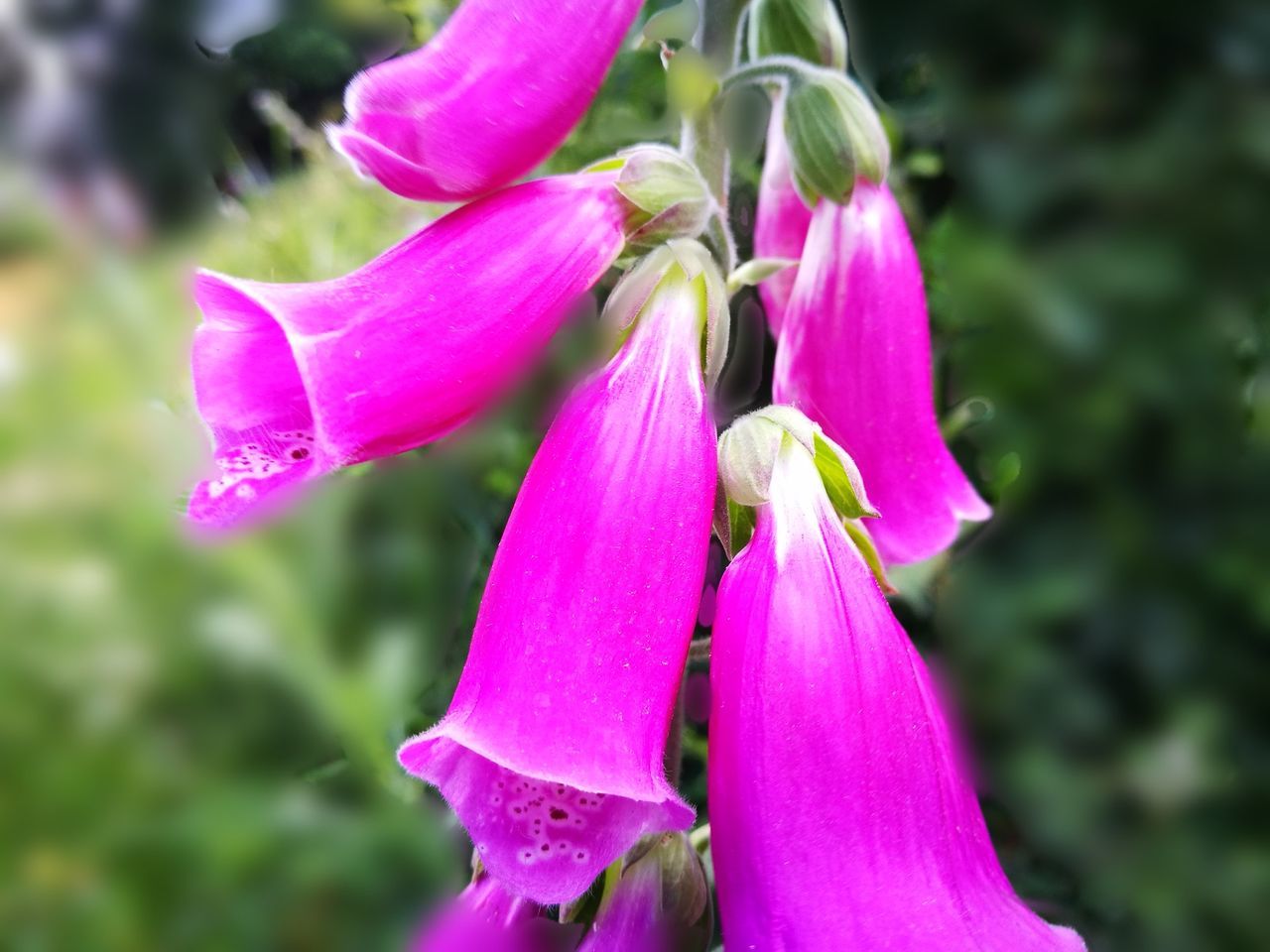 CLOSE-UP OF FRESH PINK FLOWER BLOOMING IN PARK