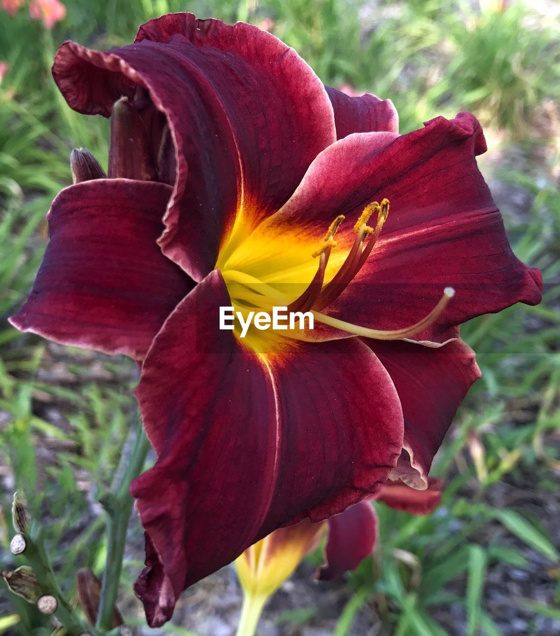 CLOSE-UP OF DAY BLOOMING OUTDOORS