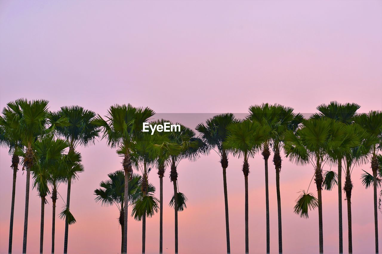 Low angle view of palm trees against sky during sunset