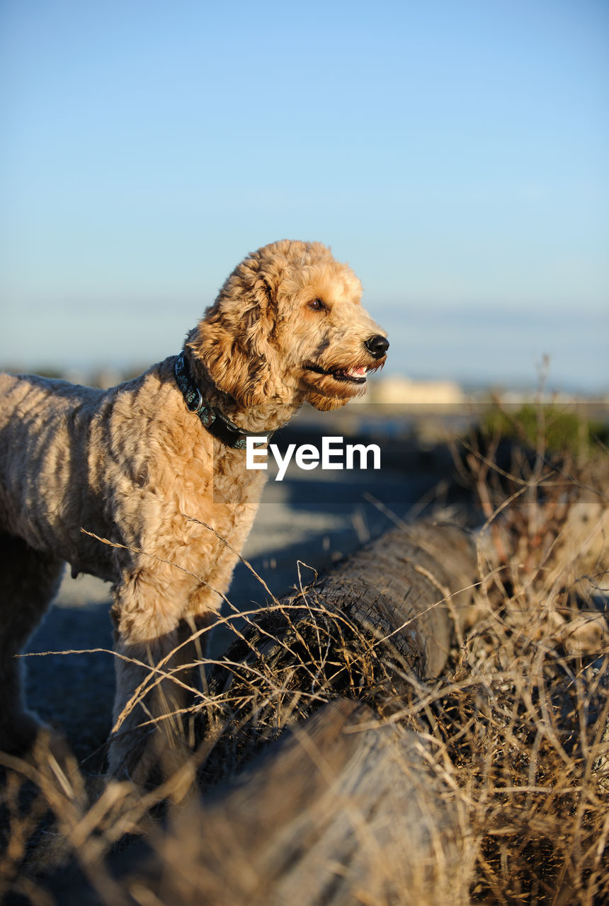 CLOSE-UP OF DOG ON FIELD AGAINST SKY