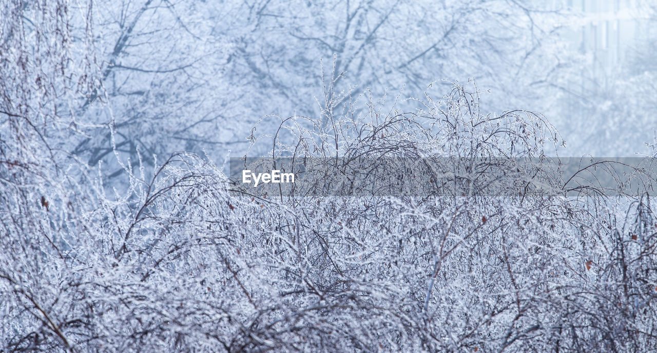 SCENIC VIEW OF SNOW COVERED TREES