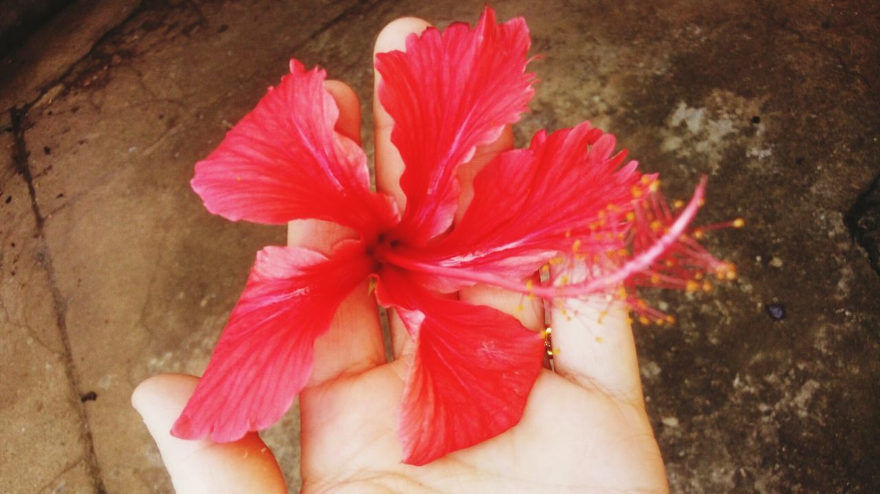 CLOSE-UP OF RED HIBISCUS FLOWER