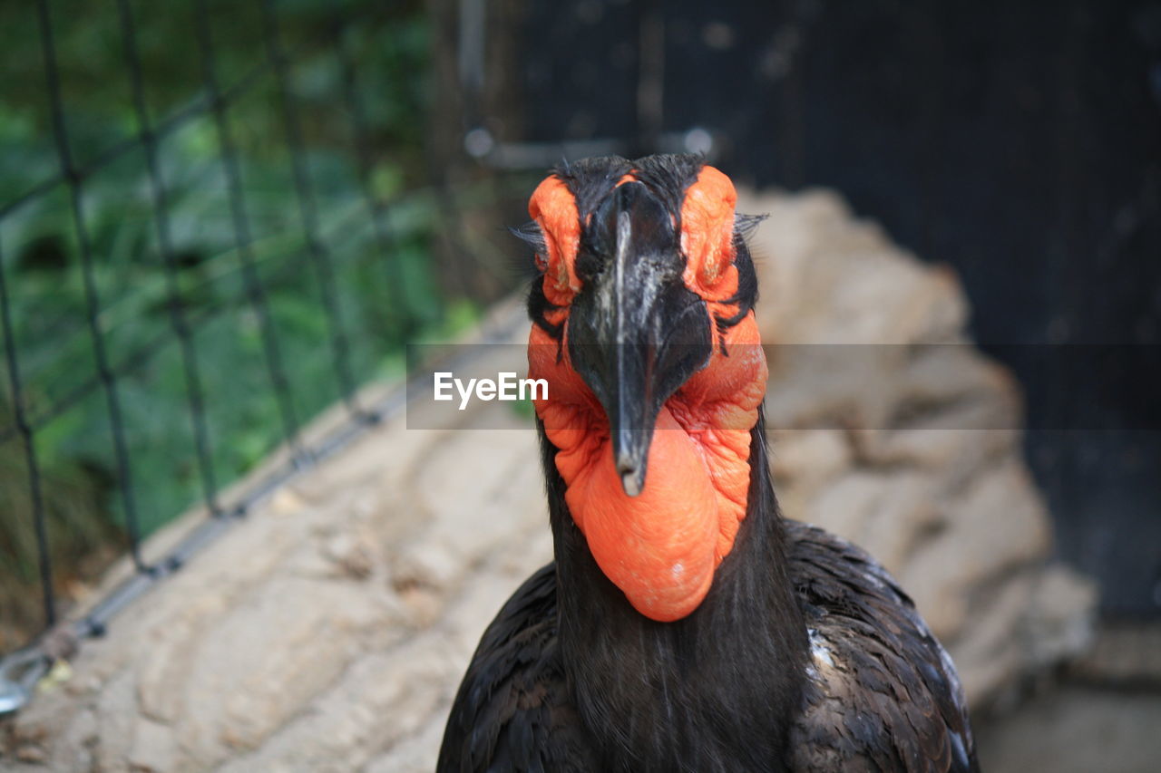 Close-up of bird in zoo