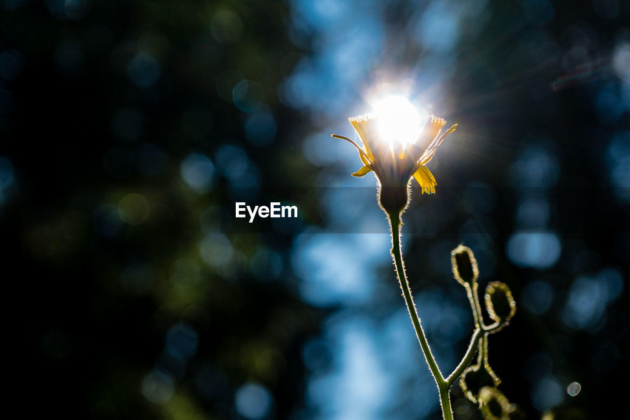 CLOSE-UP OF FLOWERING PLANT AGAINST SUNLIGHT