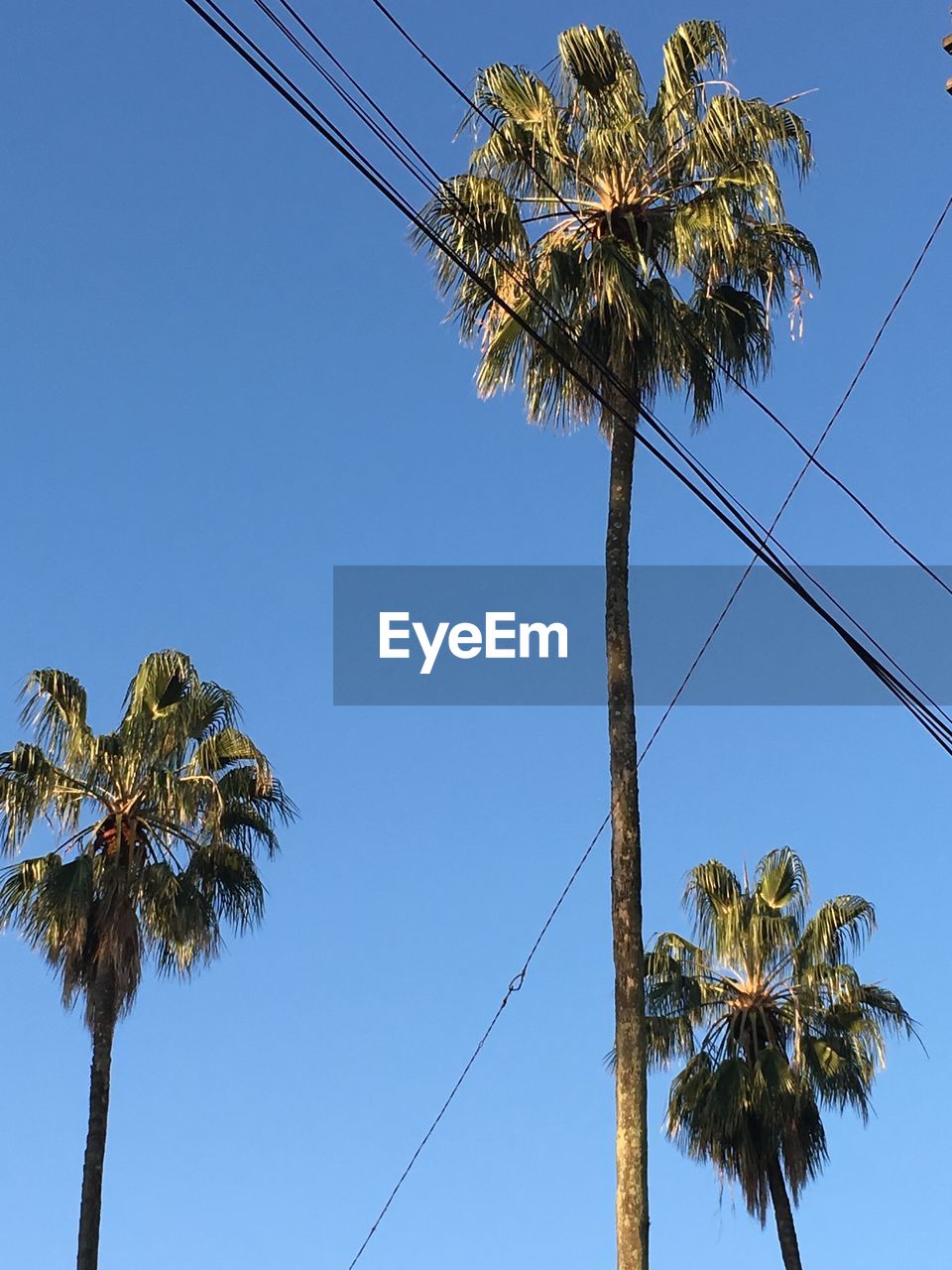 LOW ANGLE VIEW OF COCONUT PALM TREES AGAINST BLUE SKY