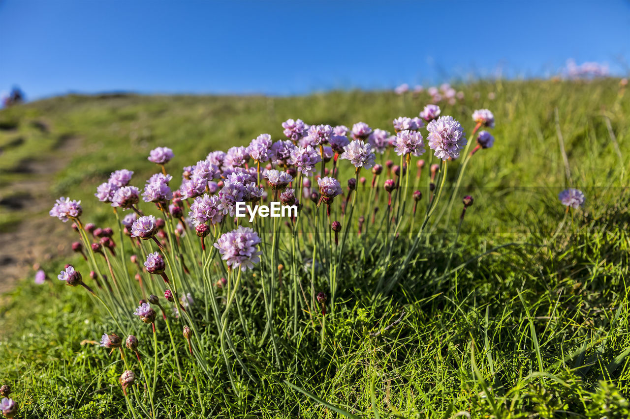 Close-up of purple flowering plants on land