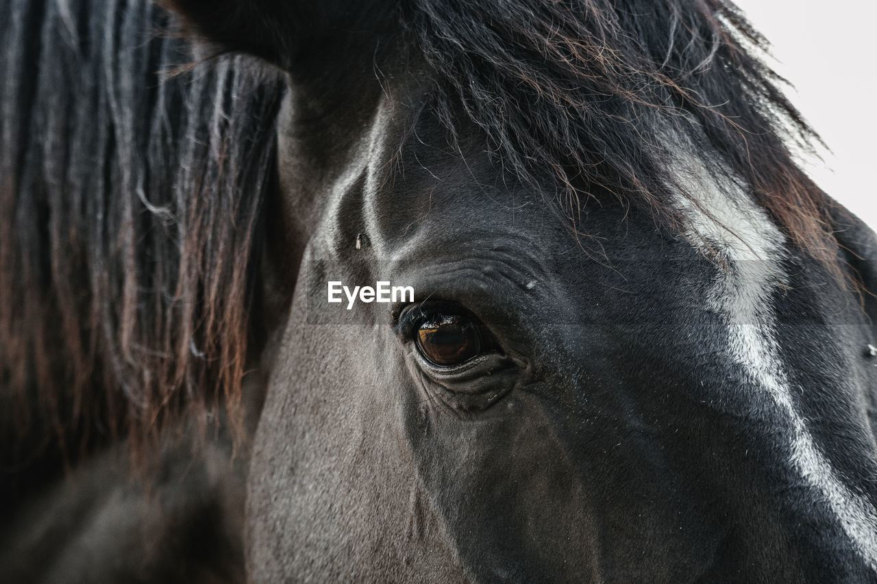 Close-up portrait of a horse