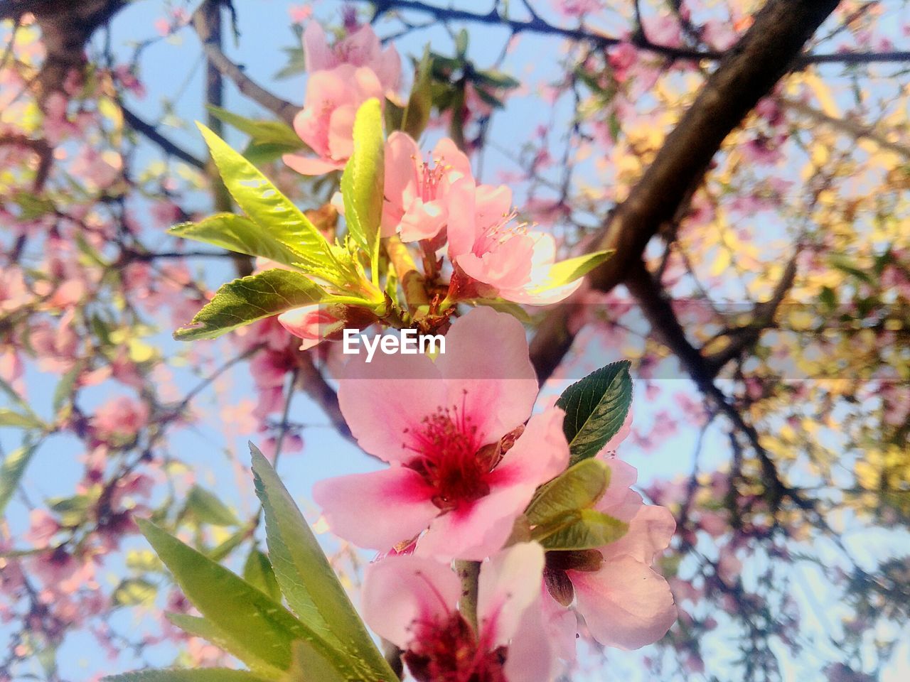 Low angle view of pink flowers blooming on tree