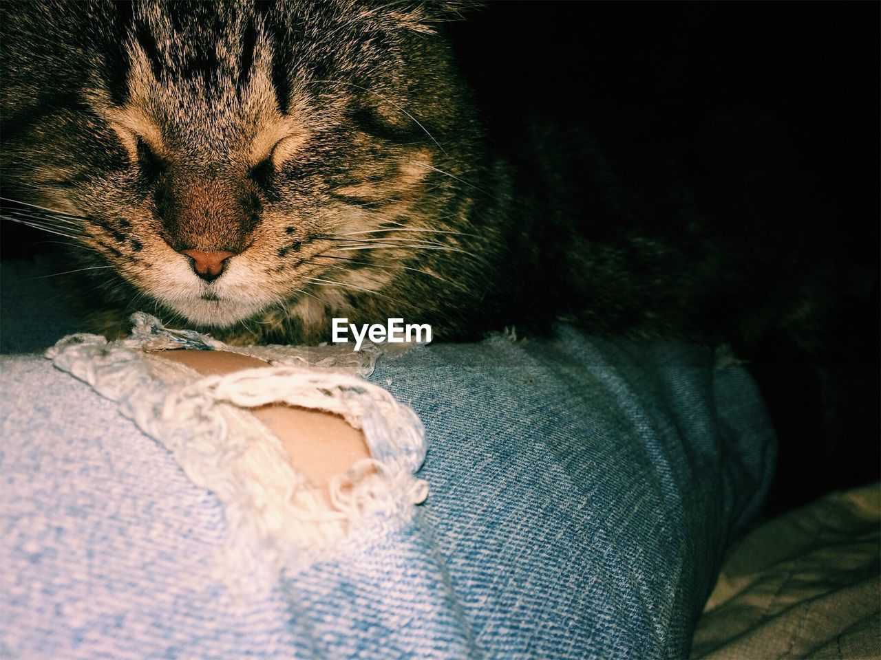 CLOSE-UP OF CAT SITTING ON CARPET