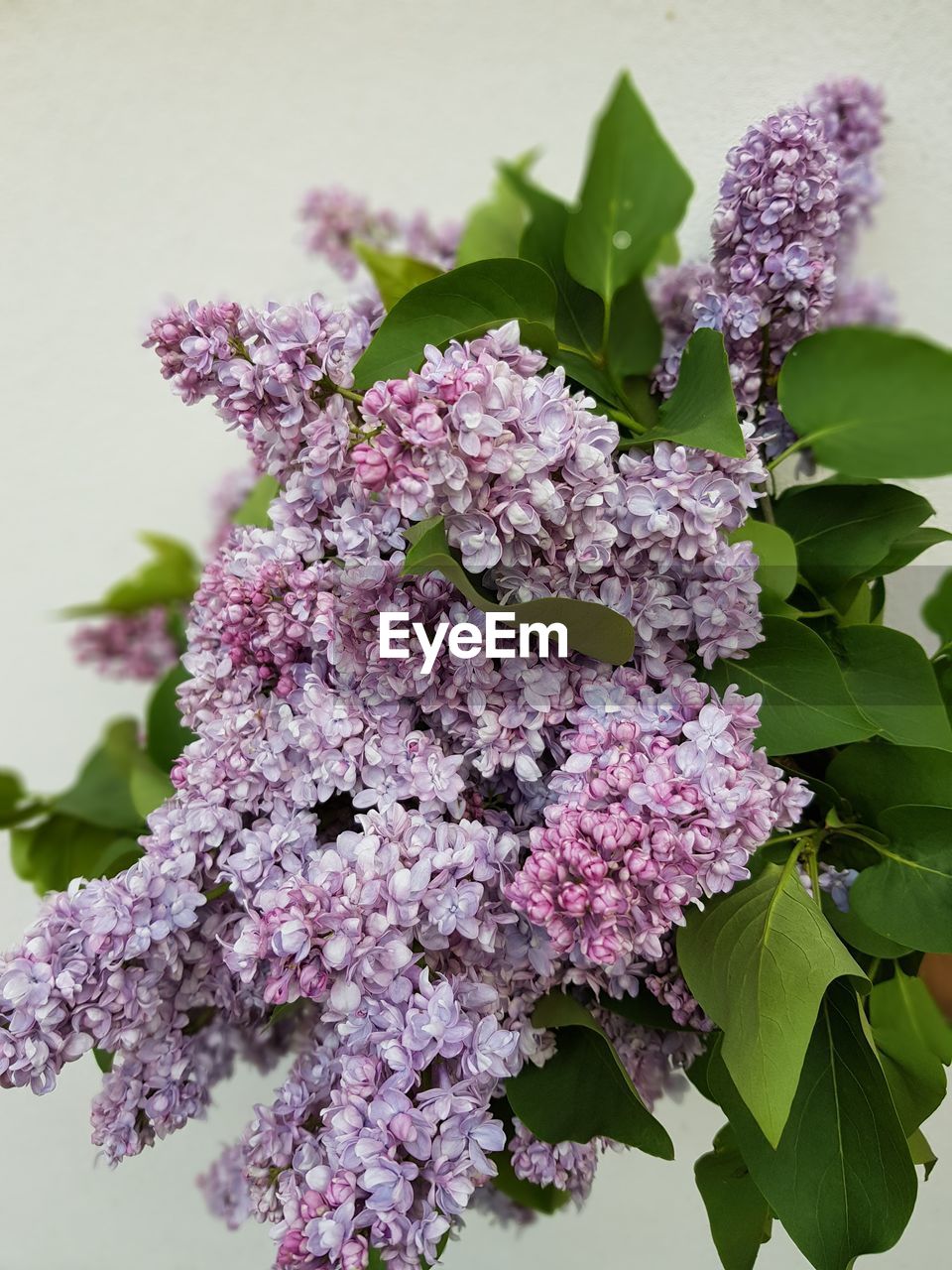 CLOSE-UP OF PURPLE FLOWERING PLANTS