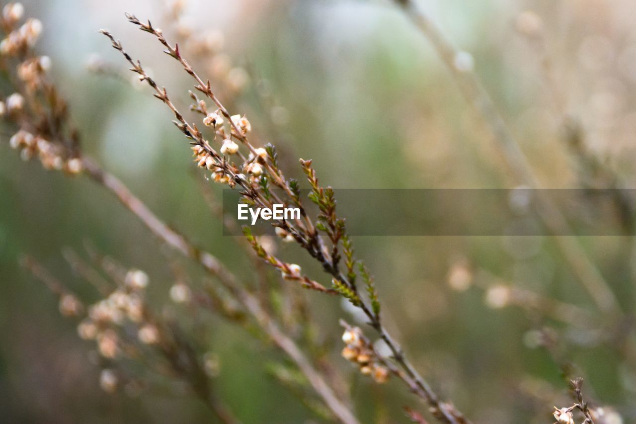 Close-up of grass