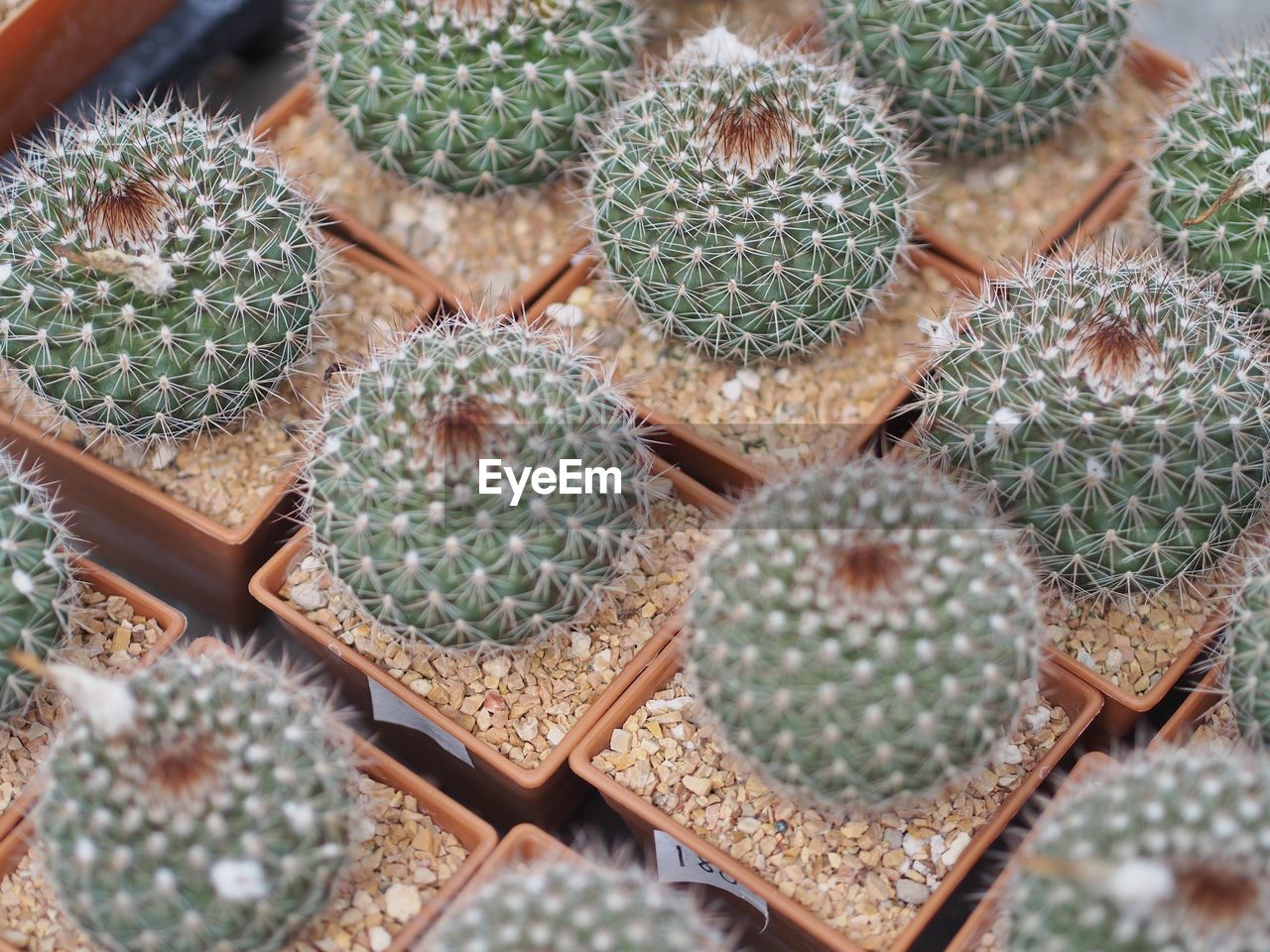 High angle view of succulent plants