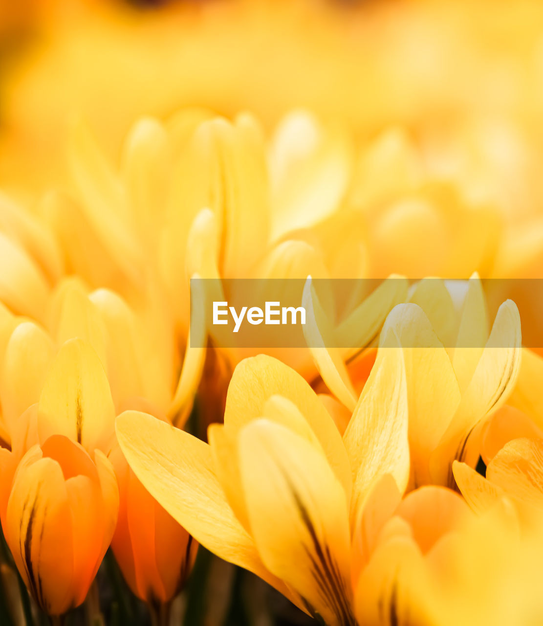 full frame shot of yellow flower