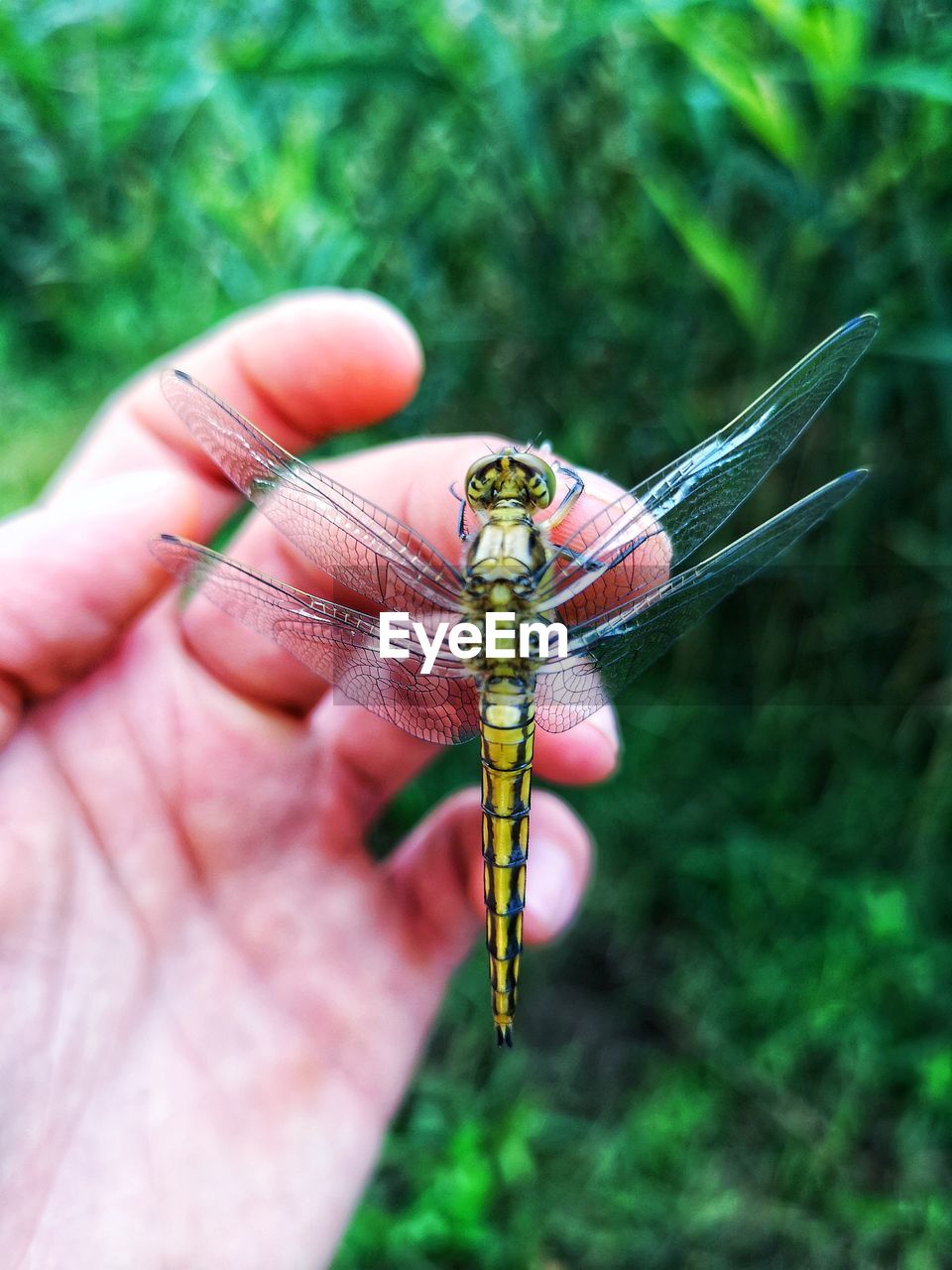 Close-up of human hand holding insect